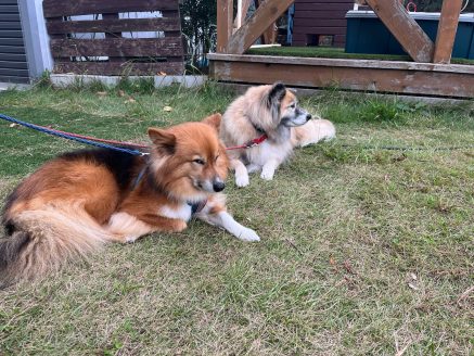 元保護犬のナツとクルミ