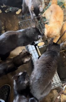 多頭飼育崩壊当時の様子