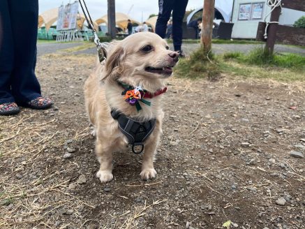 元保護犬のLEAちゃん