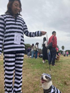 元保護犬のNicoちゃん