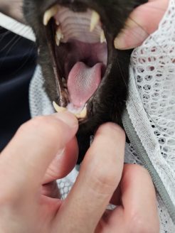 保護した猫の治療