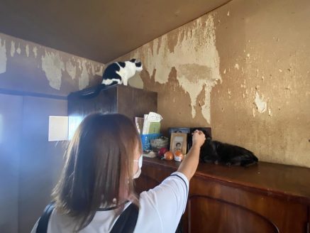 猫多頭飼育崩壊の現場