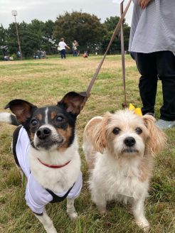 元保護犬のオーレとオーレとモカ