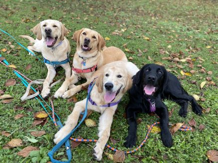 ファシリティドッグ候補犬