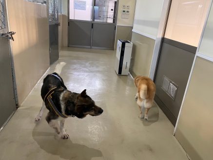 部屋の中で運動するりゅうたと諭吉