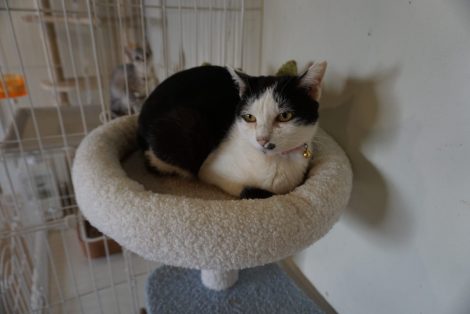 多頭飼育崩壊からレスキューされた猫