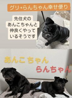 先住犬とも仲良し