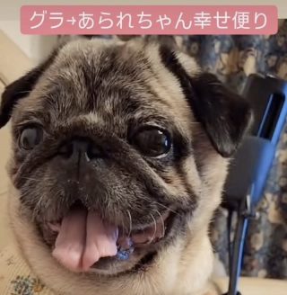 新たな家族が決まったグラちゃん
