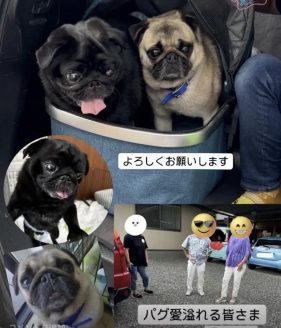 パグ愛あふれる新しい家族