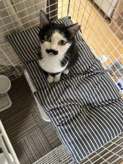 多頭飼育崩壊からレスキューされた猫
