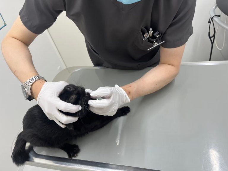 多頭飼育崩壊からレスキューされた猫の治療