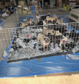 ブリーダーが高齢になったことで環境が悪化