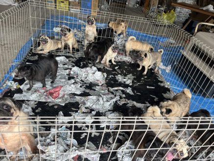 状態の悪い子から急いで保護しました