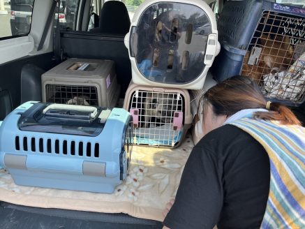 怯える犬達に声をかけながら保護する様子