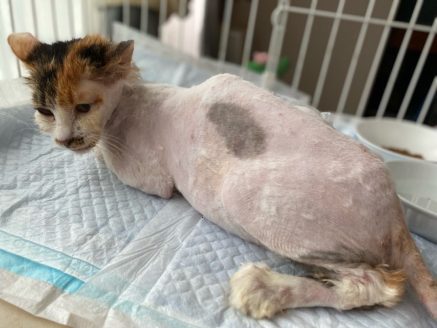 治療の副作用で被毛がボロボロになりバリカンで毛を刈った保護猫