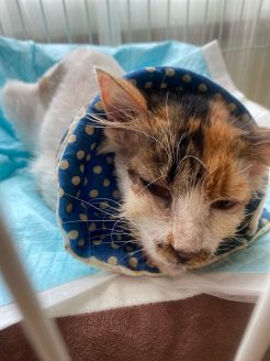 寄付支援で継続治療を受ける保護猫