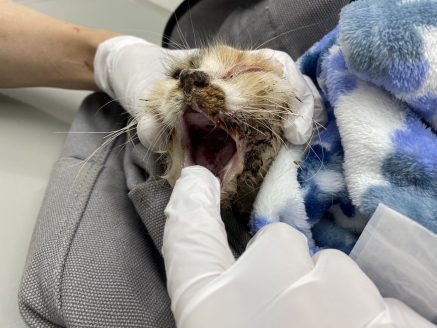 寄付支援で継続的な治療を受ける保護猫