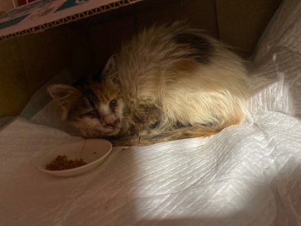 保護された当時の猫の様子