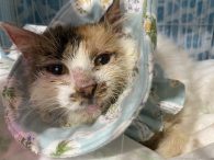 寄付支援で治療を続ける保護猫