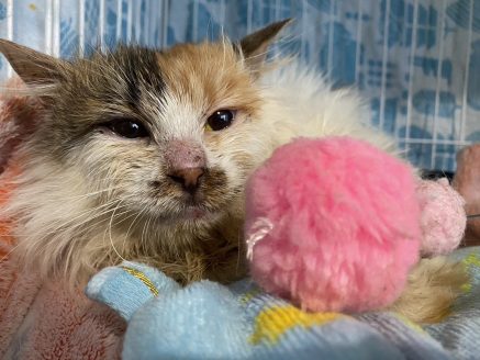 寄付支援による治療で少しずつ元気を取り戻している保護猫