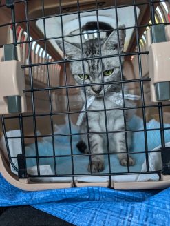 多頭飼育現場から保護された猫