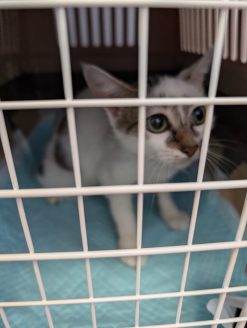 多頭飼育現場から保護された猫