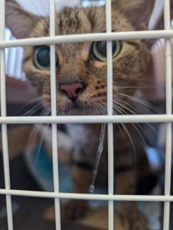 多頭飼育現場から保護された猫