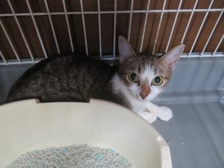 多頭飼育現場から保護された猫