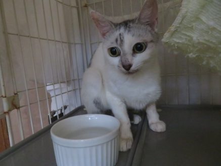 多頭飼育現場から保護した猫