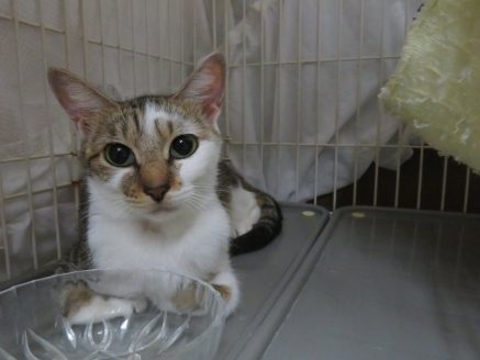 多頭飼育現場から保護された猫