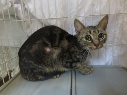 多頭飼育現場から保護された脱毛している猫