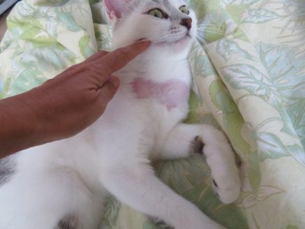 多頭飼育現場から保護された脱毛している猫