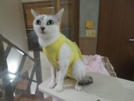 皮膚の治療を受けることができた猫