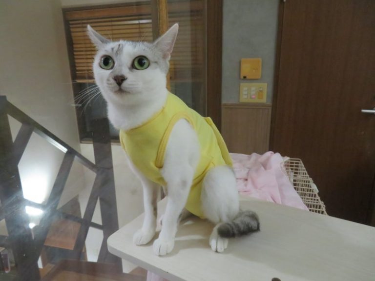 皮膚の治療を受けることができた猫