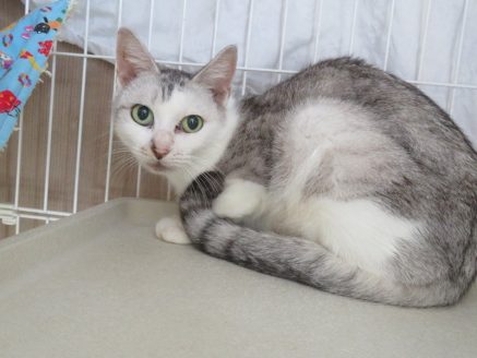 しぐれちゃん保護当初の写真