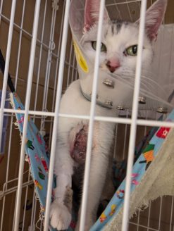 手術後のしぐれちゃん