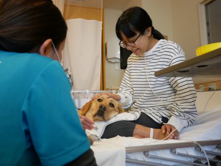ファシリティドッグ ミコのトレーニング