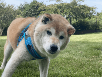 保護犬：諭吉（推定13歳）