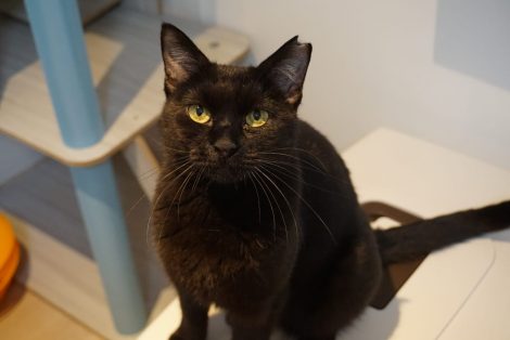 多頭飼育崩壊からレスキューされた猫