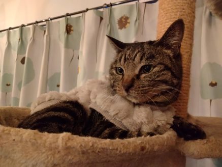 保護猫ジェダちゃん