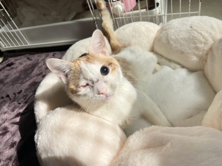 めひかり