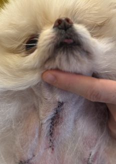 保護犬