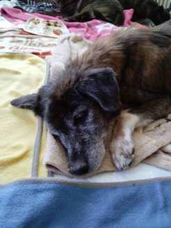 譲渡が難しい犬たちのお家loving-handsで暮らす保護犬
