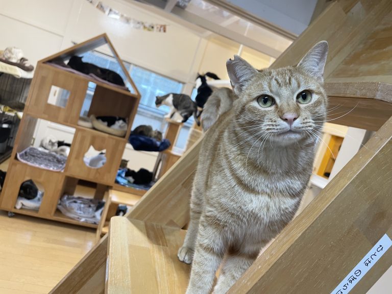 元気になったはしもとくん