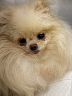 保護犬