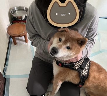 譲渡が難しい犬たちのお家loving-handsで暮らす保護犬