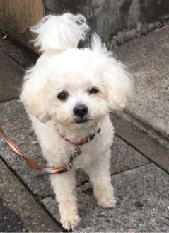 譲渡が難しい犬たちのお家loving-handsで暮らす保護犬