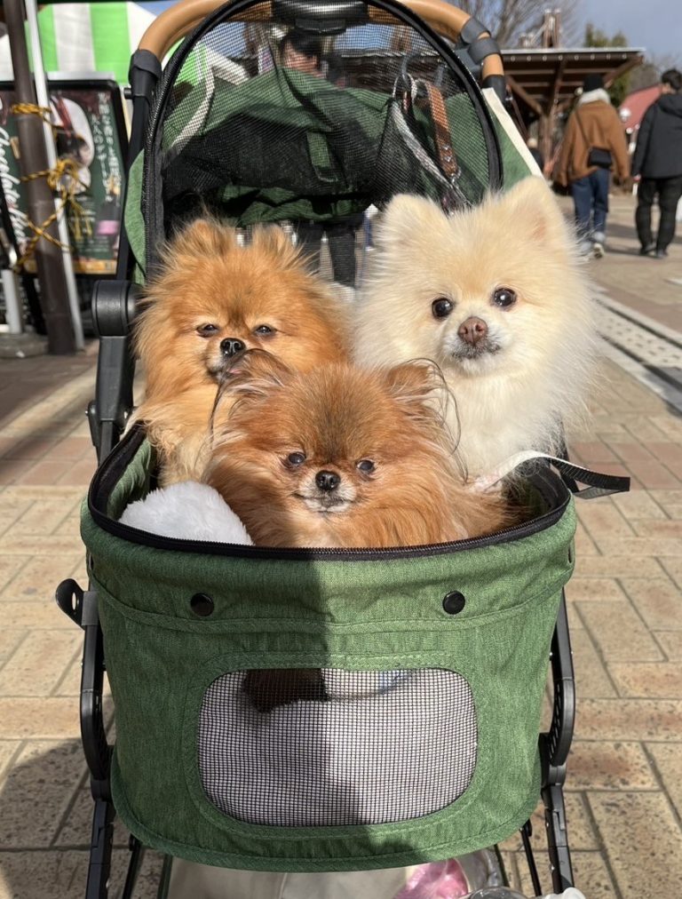 保護犬