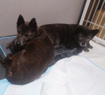 譲渡が難しい犬たちのお家loving-handsで暮らす保護犬