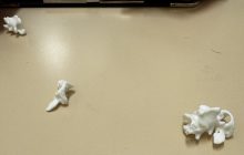 保護犬
